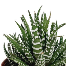 Load image into Gallery viewer, Haworthia, 3in, Big Band