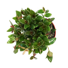 Load image into Gallery viewer, Goldfish Plant, 4in, Black Gold