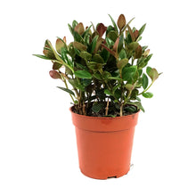 Load image into Gallery viewer, Goldfish Plant, 4in, Black Gold