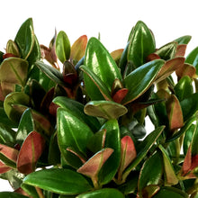 Load image into Gallery viewer, Goldfish Plant, 4in, Black Gold
