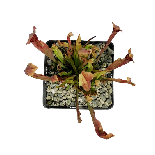 Sarracenia, 5in, Maroon