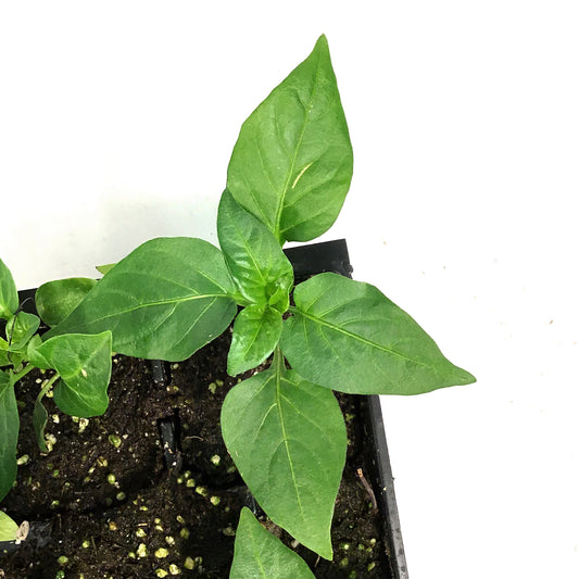 Vegetable, 6pk, Pepper