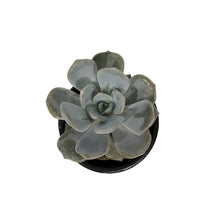 Load image into Gallery viewer, Succulent, 3.5in, Echeveria Asante Sana