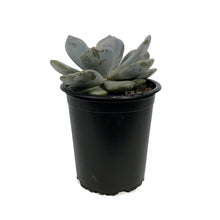 Load image into Gallery viewer, Succulent, 3.5in, Echeveria Asante Sana