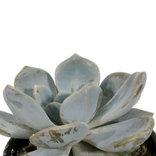 Load image into Gallery viewer, Succulent, 3.5in, Echeveria Asante Sana