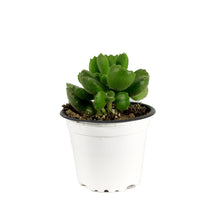Load image into Gallery viewer, Succulent, 3.5in, Cotyledon Bear's Paw