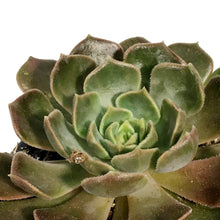 Load image into Gallery viewer, Succulent, 3.5in, Echeveria Brown Rose