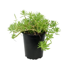 Load image into Gallery viewer, Succulent, 3.5in, Sedum Lemon Ball