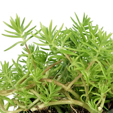 Load image into Gallery viewer, Succulent, 3.5in, Sedum Lemon Ball