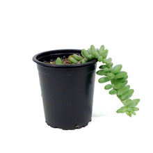 Load image into Gallery viewer, Succulent, 3.5in, Sedum Burrito