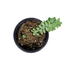 Load image into Gallery viewer, Succulent, 3.5in, Sedum Burrito