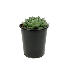 Load image into Gallery viewer, Succulent, 3.5in, Echeveria Gilva Green
