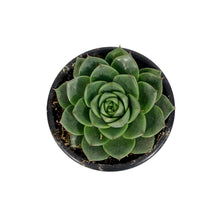 Load image into Gallery viewer, Succulent, 3.5in, Echeveria Gilva Green