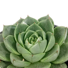 Load image into Gallery viewer, Succulent, 3.5in, Echeveria Gilva Green