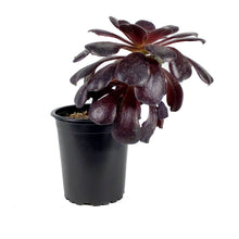 Load image into Gallery viewer, Succulent, 3.5in, Aeonium Velour