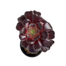 Load image into Gallery viewer, Succulent, 3.5in, Aeonium Velour