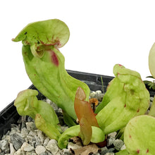 Load image into Gallery viewer, Sarracenia, 5in, Purpurea Venosa