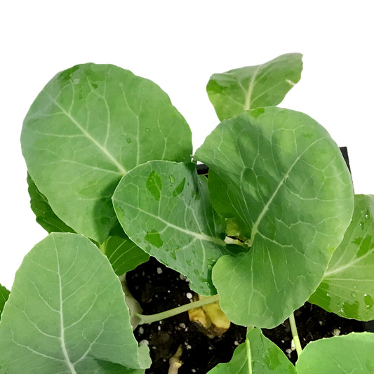 Vegetable, 6pk, Cauliflower