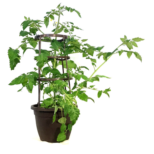 Vegetable, 10in, Tomato w/ Cage