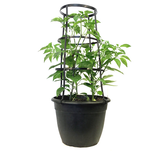Vegetable, 12in, Pepper w/ Cage