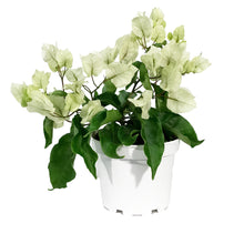 Load image into Gallery viewer, Bougainvillea, 6in, Assorted Colours