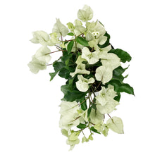 Load image into Gallery viewer, Bougainvillea, 6in, Assorted Colours