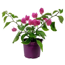 Load image into Gallery viewer, Bougainvillea, 6in, Assorted Colours