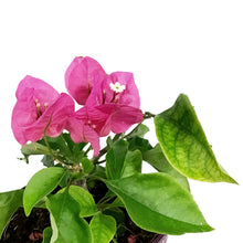 Load image into Gallery viewer, Bougainvillea, 6in, Assorted Colours