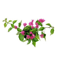 Load image into Gallery viewer, Bougainvillea, 6in, Assorted Colours