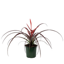 Load image into Gallery viewer, Tillandsia, 4in, Spirit
