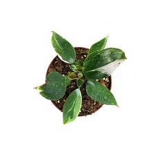 Load image into Gallery viewer, Philodendron, 4in, White Knight