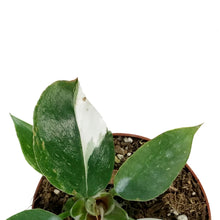 Load image into Gallery viewer, Philodendron, 4in, White Knight
