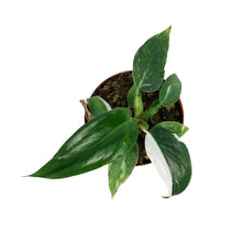 Load image into Gallery viewer, Philodendron, 4in, White Princess