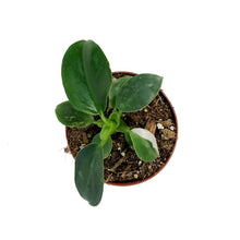 Load image into Gallery viewer, Philodendron, 4in, White Wizard