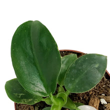 Load image into Gallery viewer, Philodendron, 4in, White Wizard