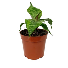 Load image into Gallery viewer, Dracaena, 4in, Goldieana