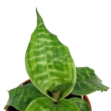 Load image into Gallery viewer, Dracaena, 4in, Goldieana