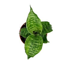 Load image into Gallery viewer, Dracaena, 4in, Goldieana