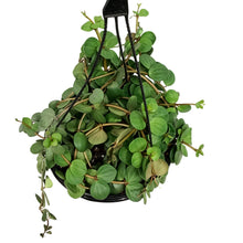Load image into Gallery viewer, Peperomia, 10in, Hope, Hanging Basket
