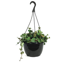 Load image into Gallery viewer, Peperomia, 10in, Hope, Hanging Basket