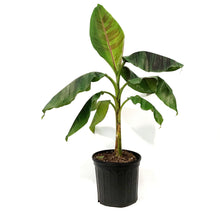 Load image into Gallery viewer, Banana, 10in, Red Tiger