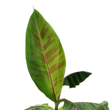 Load image into Gallery viewer, Banana, 10in, Red Tiger