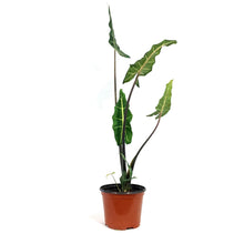 Load image into Gallery viewer, Alocasia, 6in, Sarian