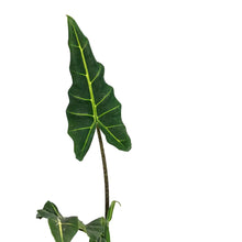 Load image into Gallery viewer, Alocasia, 6in, Sarian