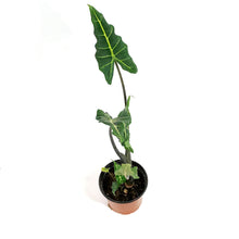 Load image into Gallery viewer, Alocasia, 6in, Sarian