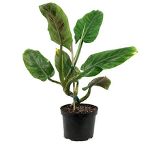 Load image into Gallery viewer, Philodendron, 6in, Subhastatum