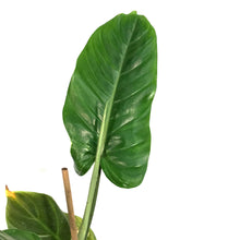 Load image into Gallery viewer, Philodendron, 6in, Subhastatum