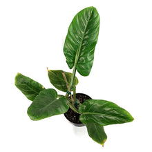 Load image into Gallery viewer, Philodendron, 6in, Subhastatum