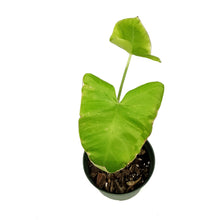 Load image into Gallery viewer, Xanthosoma, 6in, Aurea Lime Zinger