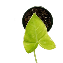 Load image into Gallery viewer, Xanthosoma, 6in, Aurea Lime Zinger